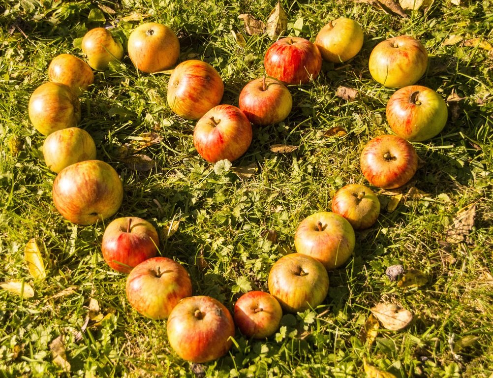 Mindful eating- apples in heart shape