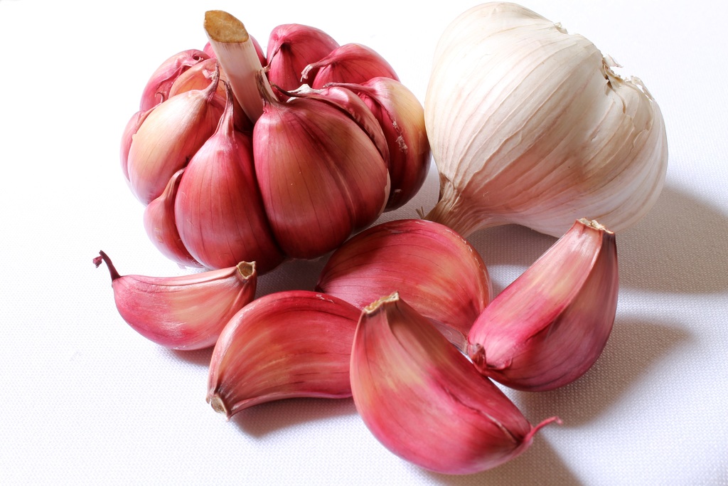 garlic herbal medicine